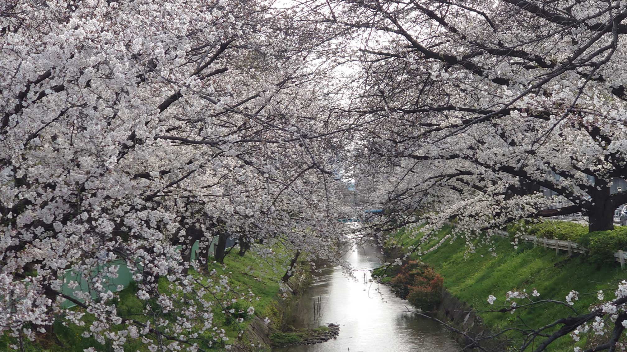 2024年黒川の桜